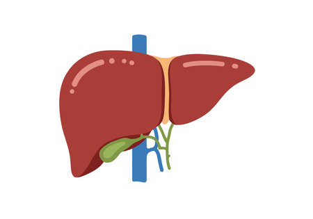 Human Liver Anatomy Illustration. This image shows a detailed vector illustration of the human liver, highlighting its structure and surrounding elements. Vector art design.の写真素材