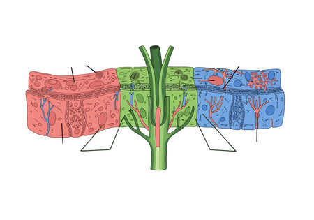 Plant Tissue Systems Illustration. This image shows a detailed cross-section of plant tissue systems, highlighting vascular, ground, and dermal tissues. Biological art design.の写真素材