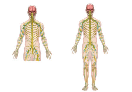 Nervous System Illustration. This image shows the human nervous system, highlighting the brain, spinal cord, and peripheral nerves. Biological art design.の写真素材
