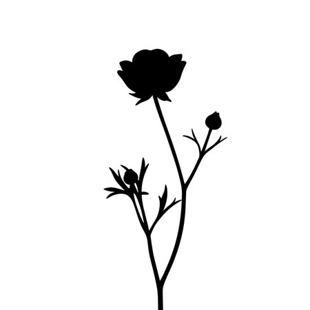 Buttercup silhouette. This image shows a black silhouette of a buttercup flower with a tall stem, leaves, and buds. Vector illustration black clipart design.のイラスト素材