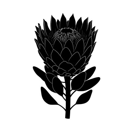 Protea silhouette. This image portrays a detailed black silhouette of a protea flower with intricate petals, stem, and leaves. Vector illustration black clipart design.のイラスト素材