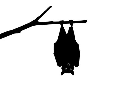 Bat hanging upside down silhouette. A bat is hanging upside down from a tree branch in a silhouette style. Vector illustration black clipart design.のイラスト素材