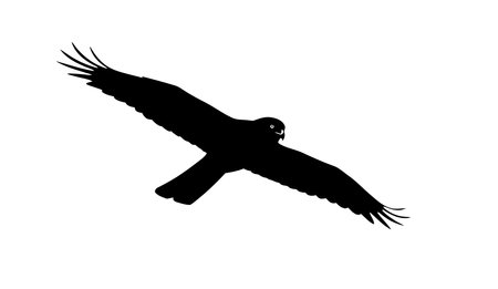 Hen harrier silhouette. A black silhouette of a hen harrier bird in flight with wings spread wide, showcasing elegance and power. Vector clipart black illustration design.のイラスト素材