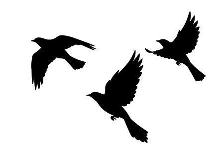 3 bird silhouette. Three birds in flight with varying wing positions, capturing elegance and motion. Vector clipart black illustration design.のイラスト素材