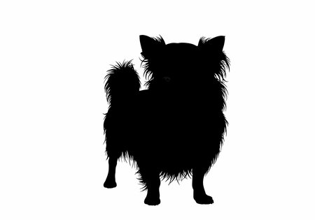 Long hair Chihuahua silhouette. This image shows a long-haired Chihuahua in silhouette, also referred to as a toy dog or furry companion. Vector clipart black illustration design.のイラスト素材