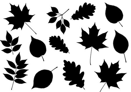 Fall leaf silhouette. This image shows various black silhouettes of different types of leaves, including maple, oak, and elm leaves. Vector clipart illustration design.のイラスト素材