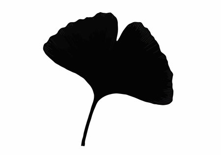 Ginkgo leaf silhouette. This image shows a black silhouette of a ginkgo leaf, also known as a maidenhair tree leaf. Vector clipart illustration design.のイラスト素材