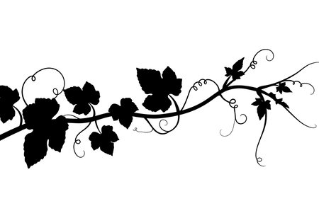 Pumpkin vine silhouette. This image shows a black silhouette of a pumpkin vine with leaves and curling tendrils. Vector clipart illustration design.のイラスト素材