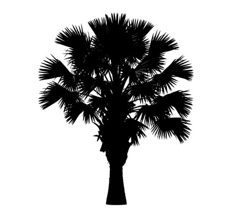 Cabbage tree silhouette. This image shows a black silhouette of a cabbage tree, also known as a palm tree, with detailed fronds and a sturdy trunk. Vector clipart illustration design.のイラスト素材