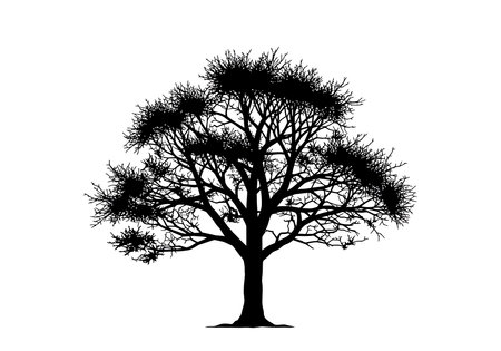 Hawthorn tree silhouette. This image shows a black silhouette of a hawthorn tree with detailed branches and foliage, also known as a hawthorn tree outline. Vector clipart illustration design.のイラスト素材