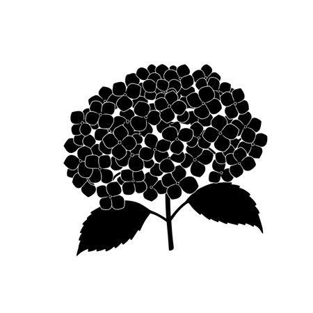 Hydrangea silhouette. This image shows a detailed design of a hydrangea flower, also known as hortensia, with a cluster of petals and leaves. Vector clipart illustration design.のイラスト素材