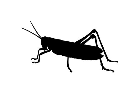 Grasshopper silhouette. This image shows a black grasshopper outline, a jumping insect with long antennae and legs. Vector clipart illustration design.のイラスト素材