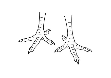 Bird feet drawing. This black and white outline illustrates a pair of bird feet, showcasing the scales and sharp talons characteristic of fowl. Vector sketch line art draw.のイラスト素材