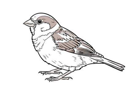 Sparrow bird drawing. This black and white outline features a sparrow, a common small bird often found in gardens and urban areas. Vector sketch line art draw.のイラスト素材