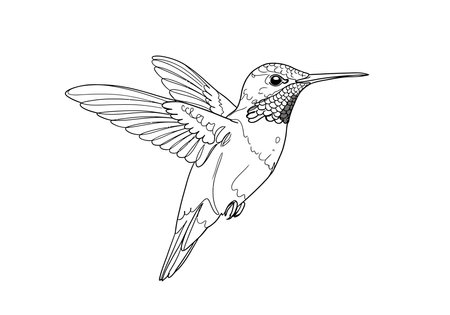 Hummingbird drawing. This black and white outline depicts a small hummingbird in mid-flight, known for its rapid wing beats and ability to hover. Vector sketch line art draw.のイラスト素材