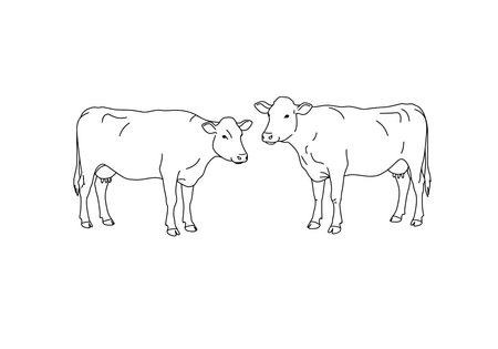 Two cow drawing. It is a simple, black and white outline sketch showing two cows standing and looking at each other. Vector sketch line art draw.のイラスト素材