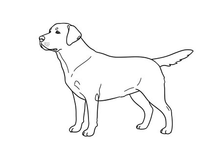 Labrador dog drawing. It is a black and white outline image of a Labrador Retriever, a friendly and loyal canine breed. Vector sketch line art draw.のイラスト素材