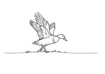 Duck hunting drawing. It is a dynamic black and white outline image of a duck landing or taking flight on grass, ready for coloring. Vector sketch line art draw.のイラスト素材