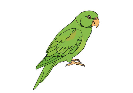 Green parrot drawing. It is an illustration of a green parrot, a popular tropical bird known for its vibrant plumage. Vector sketch line art draw.のイラスト素材