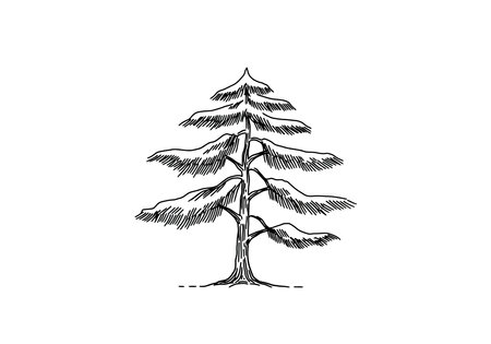 Cedar tree drawing. It is a vector sketch line art drawing of a cedar tree, showing its distinctive layered branches and evergreen needles. Vector sketch line art draw.のイラスト素材