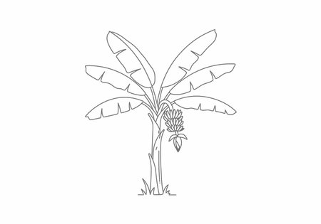 Banana tree drawing. It is a vector sketch line art drawing of a banana tree, featuring large leaves and a bunch of bananas, representing tropical fruit and nature. Vector sketch line art draw.のイラスト素材