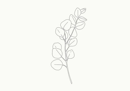 Eucalyptus drawing. It is a vector sketch line art drawing of a eucalyptus branch with distinctive rounded leaves. Vector sketch line art draw.のイラスト素材