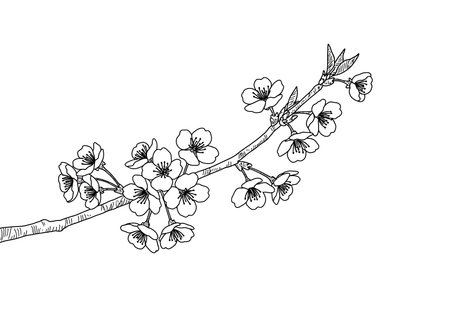 Sakura blossom drawing. It is a vector sketch line art drawing of a cherry blossom branch with delicate flowers, symbolizing spring, Japan, and fleeting beauty. Vector sketch line art draw.のイラスト素材