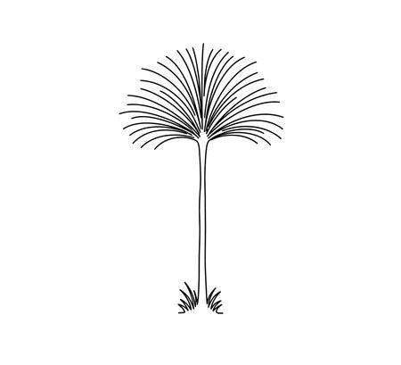 Grass tree drawing. It is a vector sketch line art drawing of a grass tree with long, slender leaves. Vector sketch line art draw.のイラスト素材