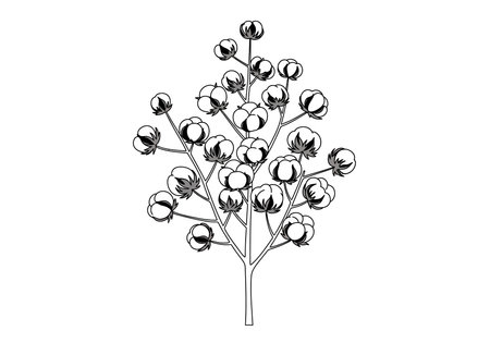 Cotton tree drawing. It is a vector sketch line art drawing of a cotton plant with open bolls, symbolizing agriculture, harvest, and natural fibers. Vector sketch line art draw.のイラスト素材