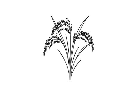Rice tree drawing. It is a vector sketch line art drawing of a rice plant with mature grains, symbolizing agriculture and harvest. Vector sketch line art draw.のイラスト素材