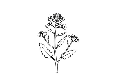 Mustard tree drawing. It is a vector sketch line art drawing of a mustard plant with leaves and flower buds, symbolizing growth and culinary use. Vector sketch line art draw.のイラスト素材