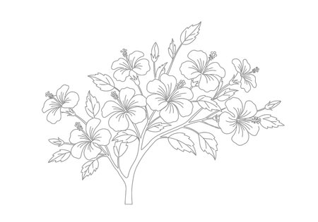Hibiscus tree drawing. It is a vector sketch line art drawing of a hibiscus plant with large, prominent flowers. Vector sketch line art draw.のイラスト素材