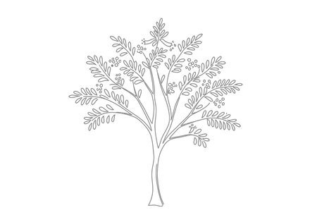 Jacaranda tree drawing. It is a vector sketch line art drawing of a jacaranda tree with delicate leaves, symbolizing ornamental beauty and spring blooms. Vector sketch line art draw.のイラスト素材