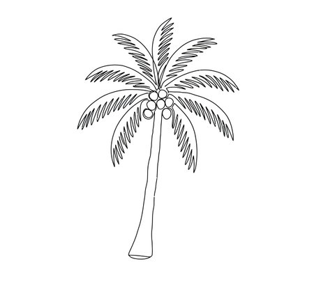 Coconut tree drawing. It is a vector sketch line art drawing of a coconut palm tree with coconuts. Vector sketch line art draw.のイラスト素材