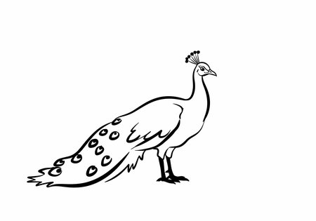 Female peacock drawing. It is a black and white outline image of a peahen, characterized by its smaller size and shorter, less elaborate tail feathers. Vector sketch line art draw.のイラスト素材