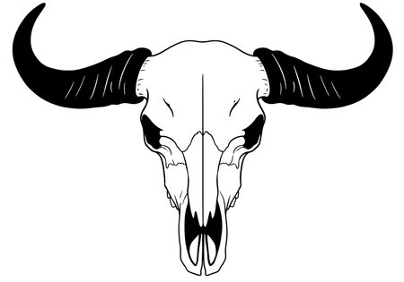 Buffalo skull drawing. It is a black and white outline image of a bovine cranium with large, curved horns, depicting its imposing skeletal form. Vector sketch line art draw.のイラスト素材