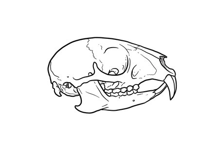 Mouse skull drawing. It is a black and white outline image of a rodent cranium, distinguished by its small size and prominent incisors. Vector sketch line art draw.のイラスト素材