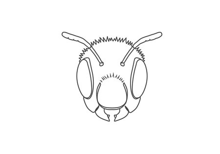 Bee face drawing. It is a black and white outline image of a bee's face, showing its head, compound eyes, and antennae. Vector sketch line art draw.のイラスト素材
