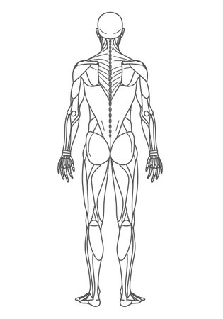 Human anatomy drawing. It is a black and white outline of human anatomy, specifically the back muscles and skeletal structure, for scientific study. Vector sketch line art draw.のイラスト素材