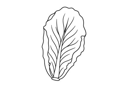 Lettuce leaf drawing. It is a black and white outline of a single lettuce leaf or leafy green vegetable, showing its veins. Vector sketch line art draw.のイラスト素材