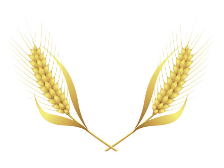 Wheat ears on white backgroundのイラスト素材