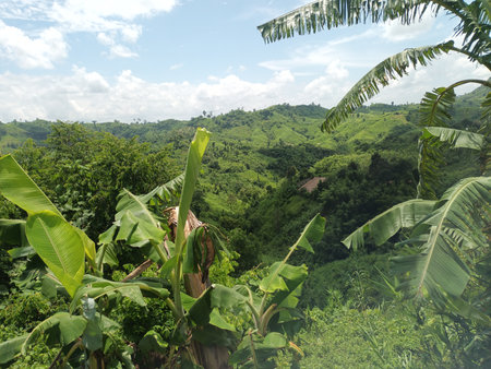 Banana plantation in Sri Lanka, view from the top of the mountainの写真素材