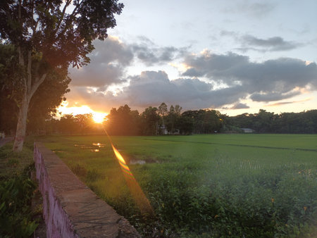 Sunset at the rice fields in Chiang Mai, Thailand.の写真素材