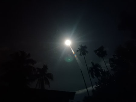 palm trees and the moon in the night sky, black and whiteの写真素材