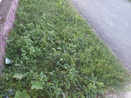Green grass on the side of the road in the city, Thailand.の写真素材