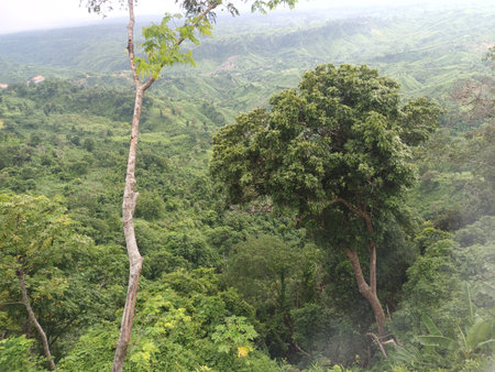Trees in the jungle of Sri Lanka, view from the topの写真素材