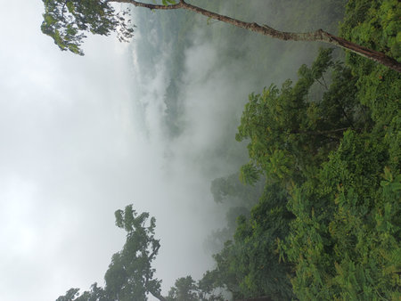 Tropical rainforest with fog and mist in the morning.の写真素材