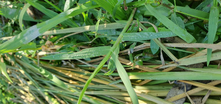 green grass with dew drops in the morning, closeup of photoの写真素材
