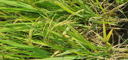 Green rice plant in rice field. Close-up of rice plant.の写真素材
