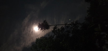 Night view of the moon in the sky through the branches of treesの写真素材